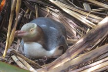 Yellow-eyed penguin v hnízdě